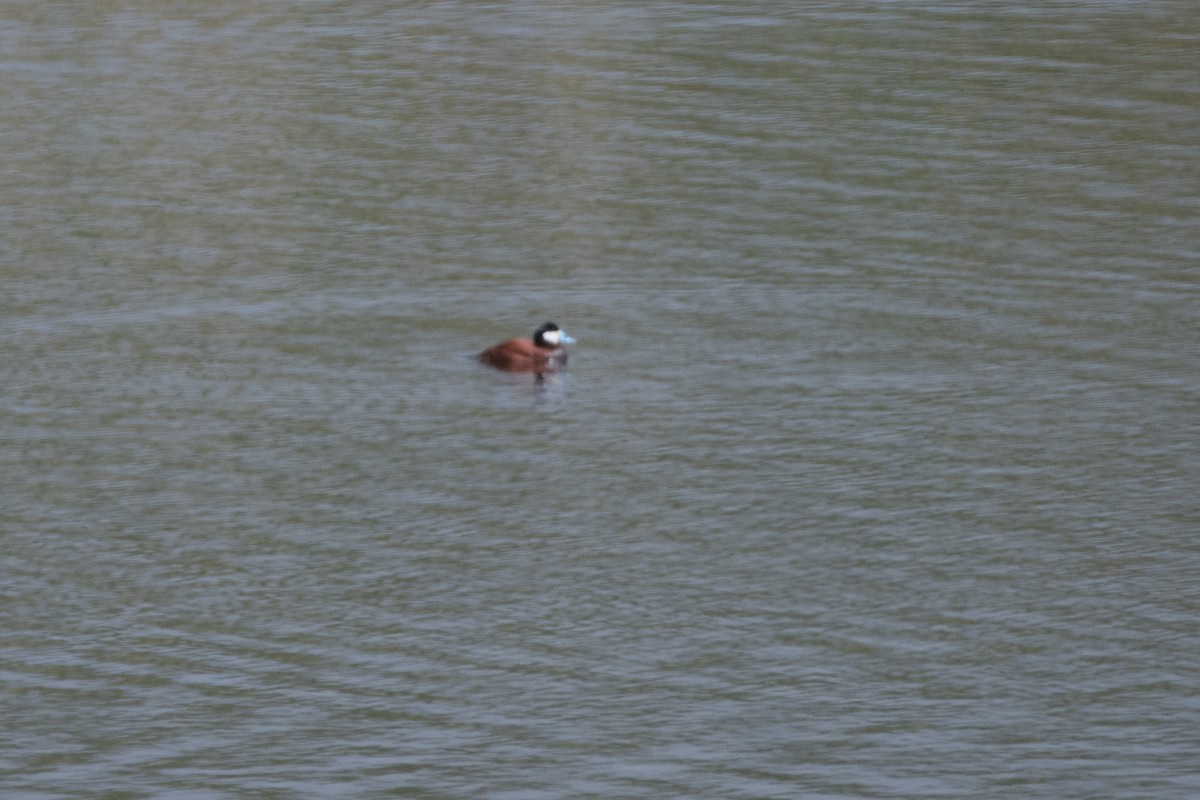 Ruddy Duck - ML619191284