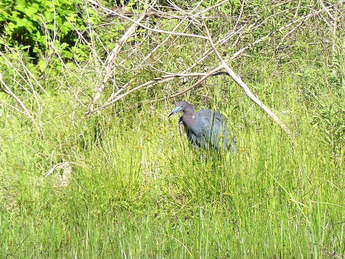 Little Blue Heron - Phil St. Romain