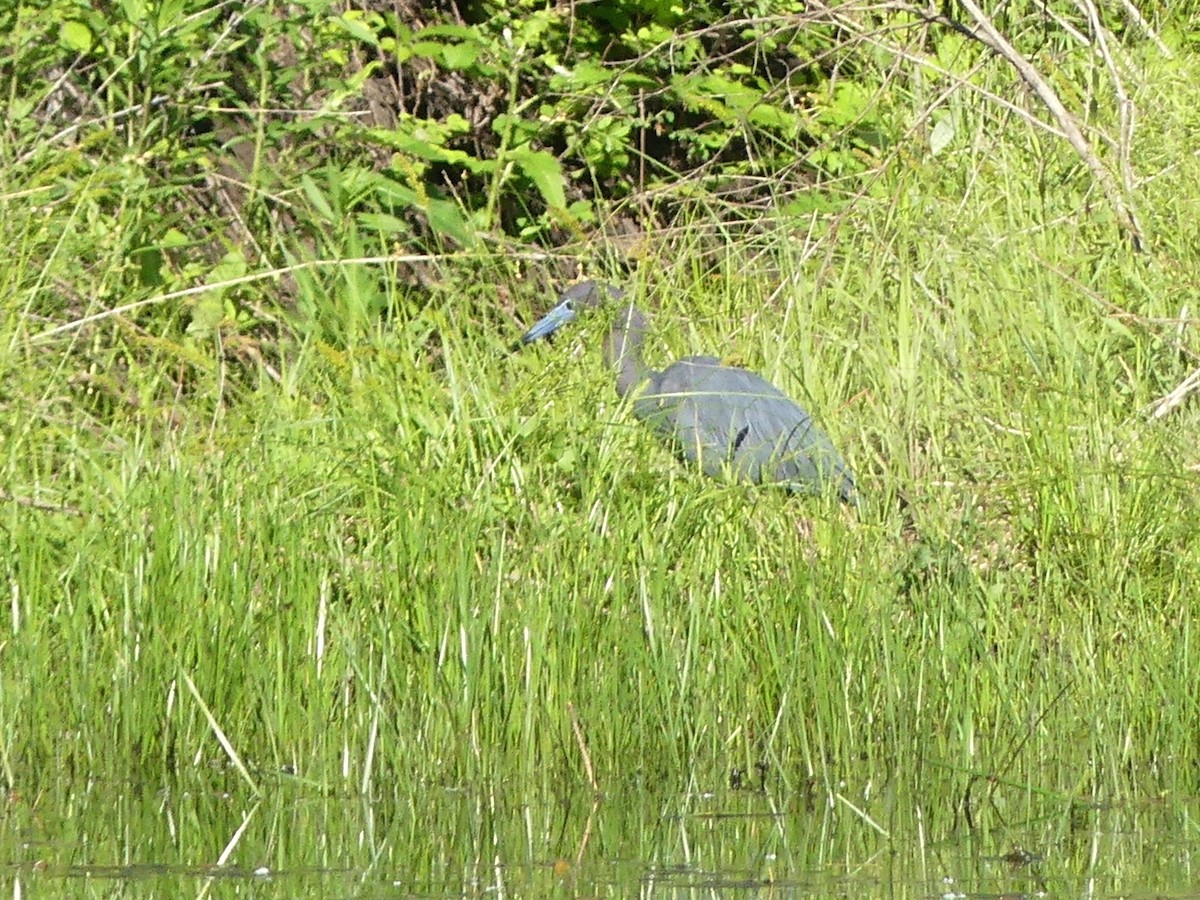 Little Blue Heron - Phil St. Romain