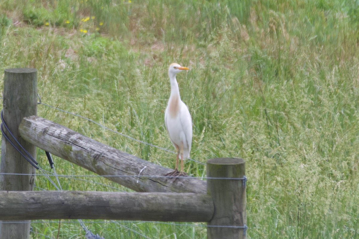 Western Cattle Egret - Jin Bai