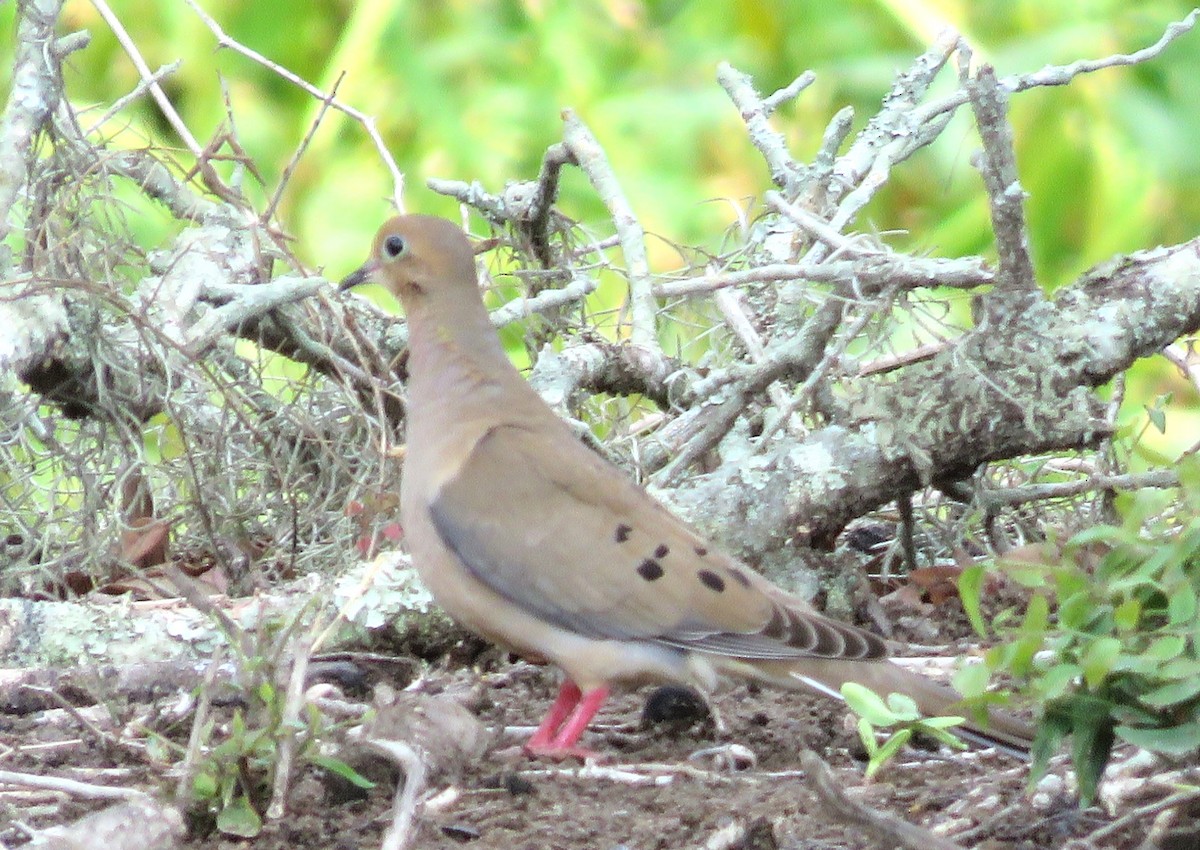 Mourning Dove - Judy Robichaux