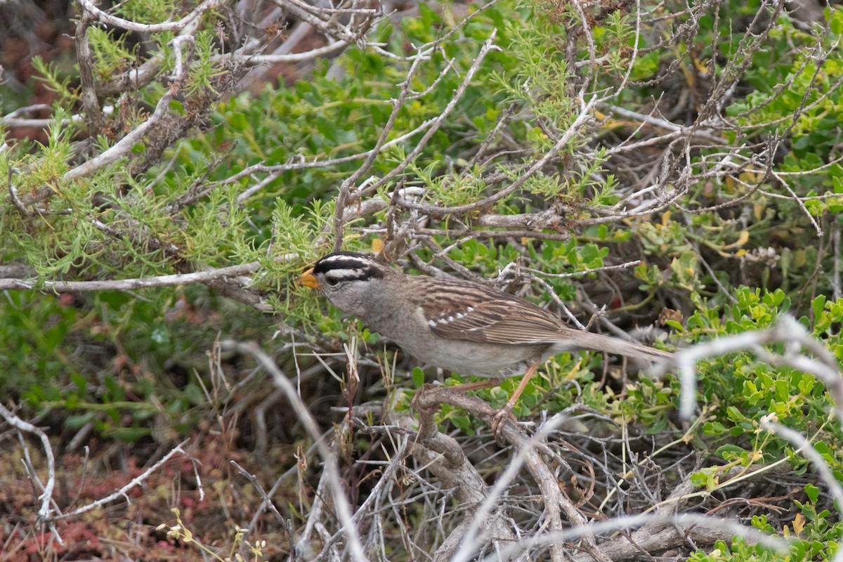 White-crowned Sparrow - Gabe LaCount