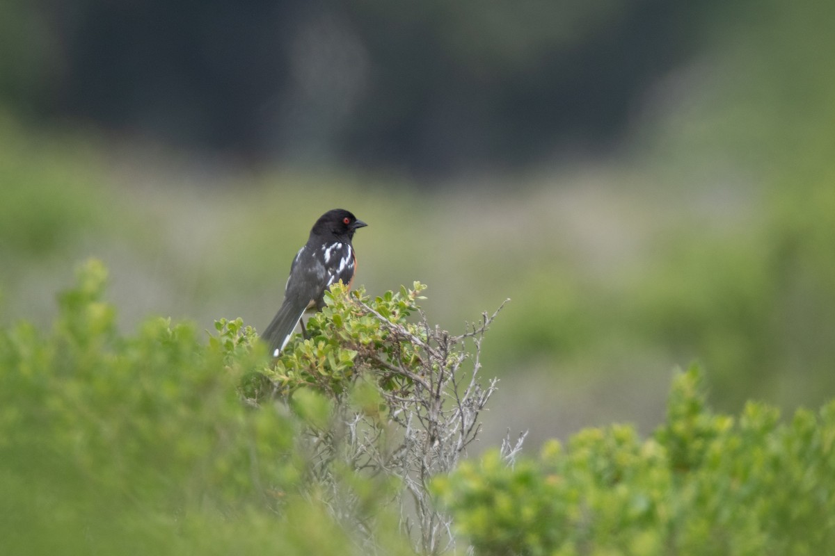 Spotted Towhee - Gabe LaCount