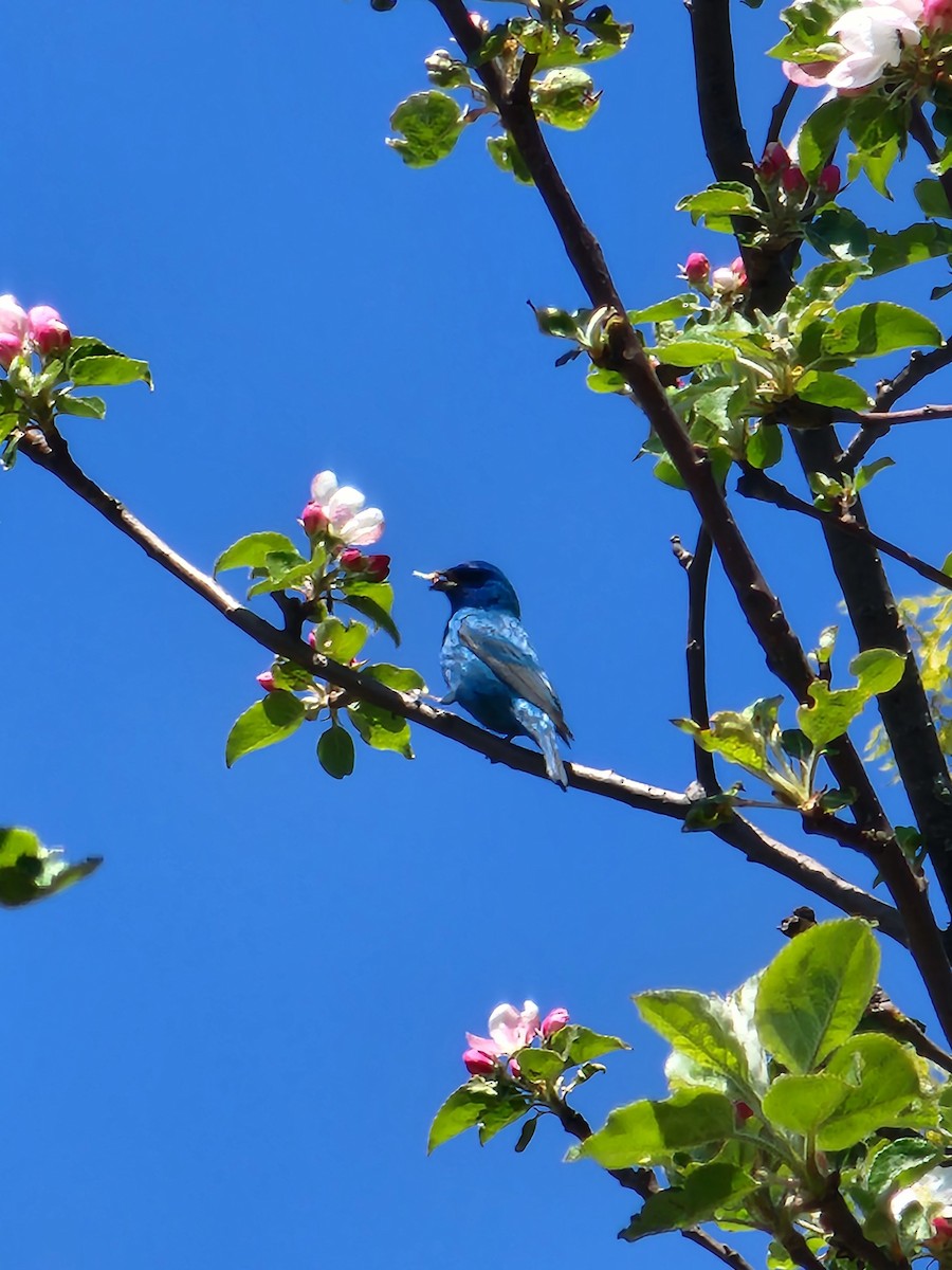 Indigo Bunting - Rick Grimes