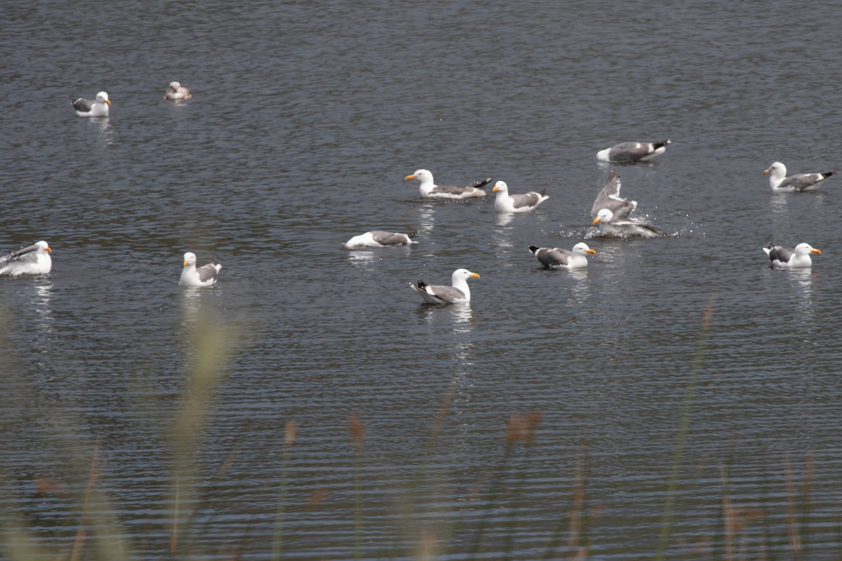 Western Gull - Gabe LaCount