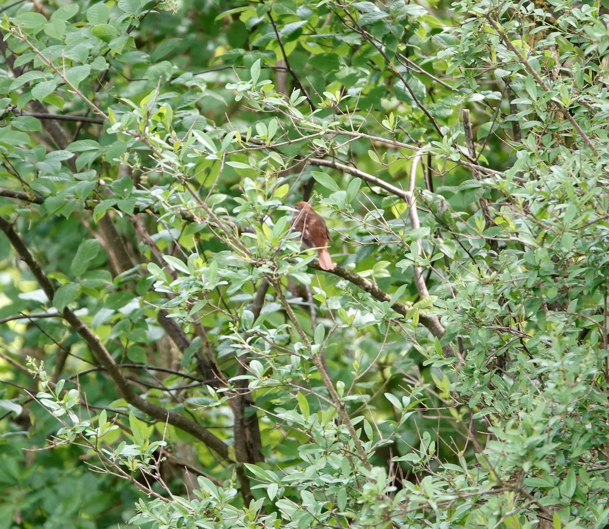 Common Nightingale - Andrew Bailey