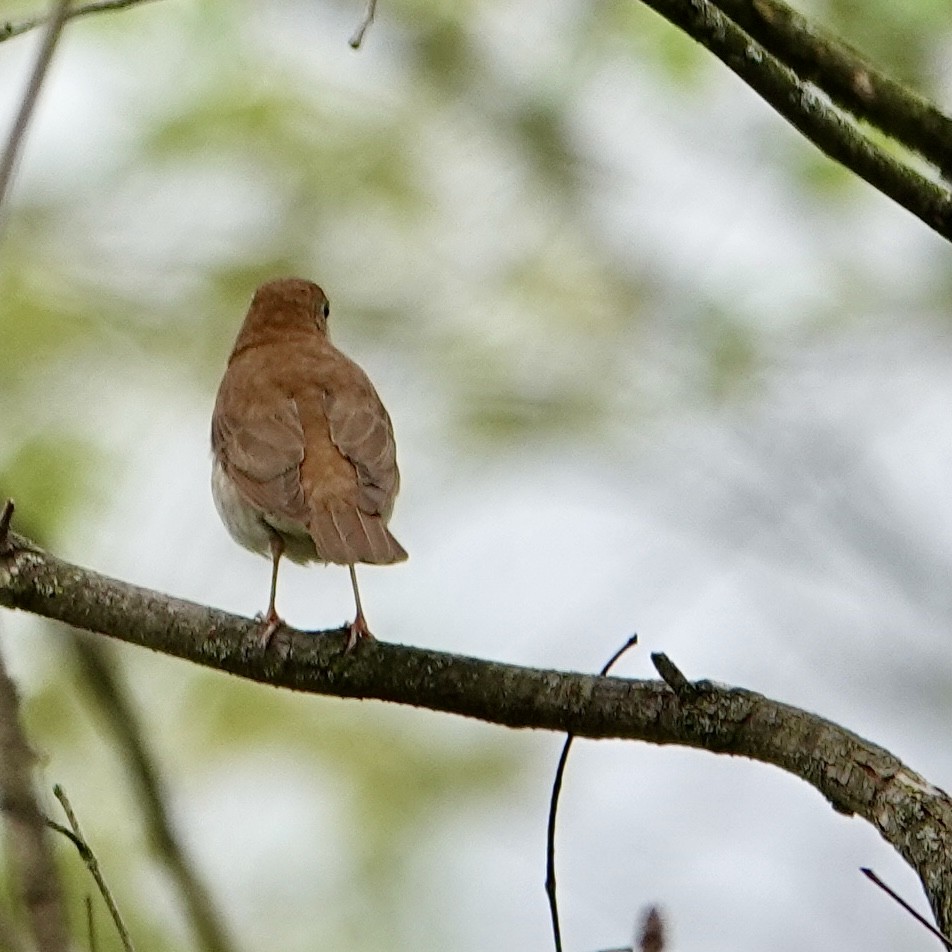 Veery - ML619191335