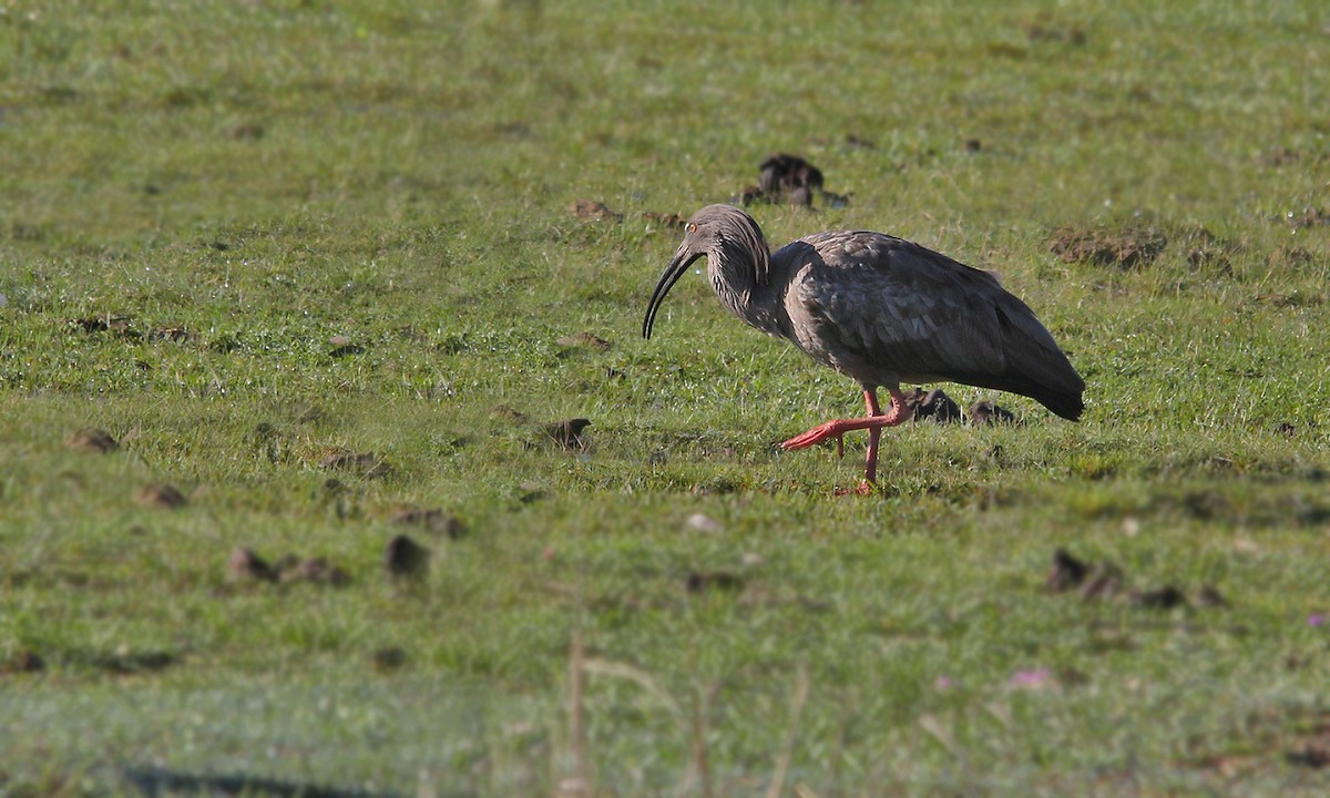 ibis běločelý - ML619191348