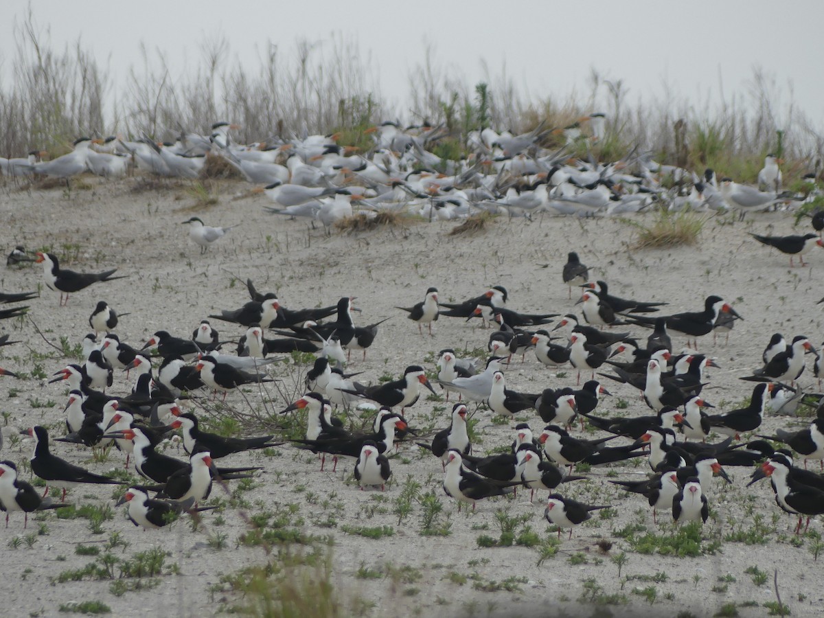 Black Skimmer (niger) - Eric Plage