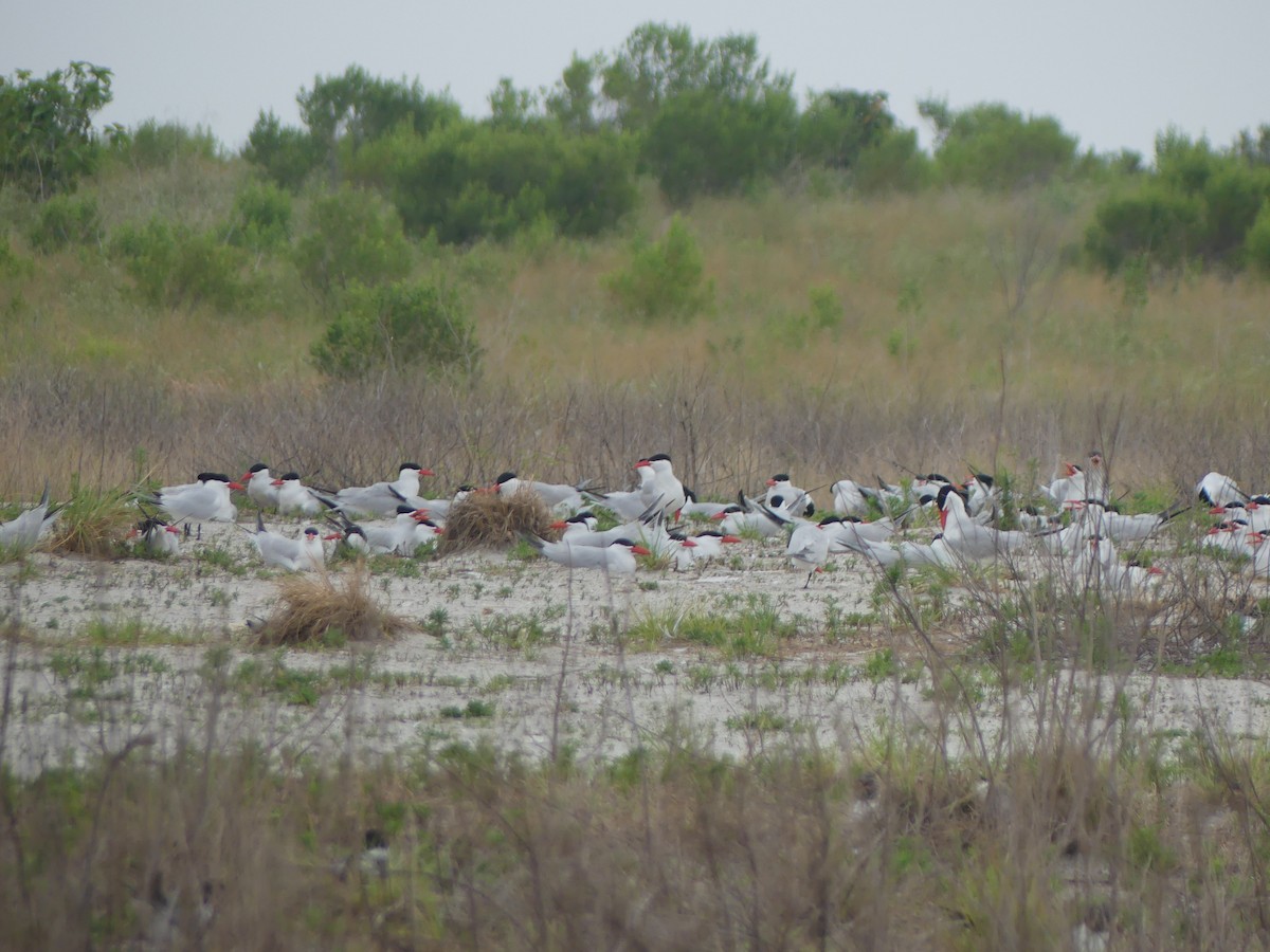 Caspian Tern - Eric Plage