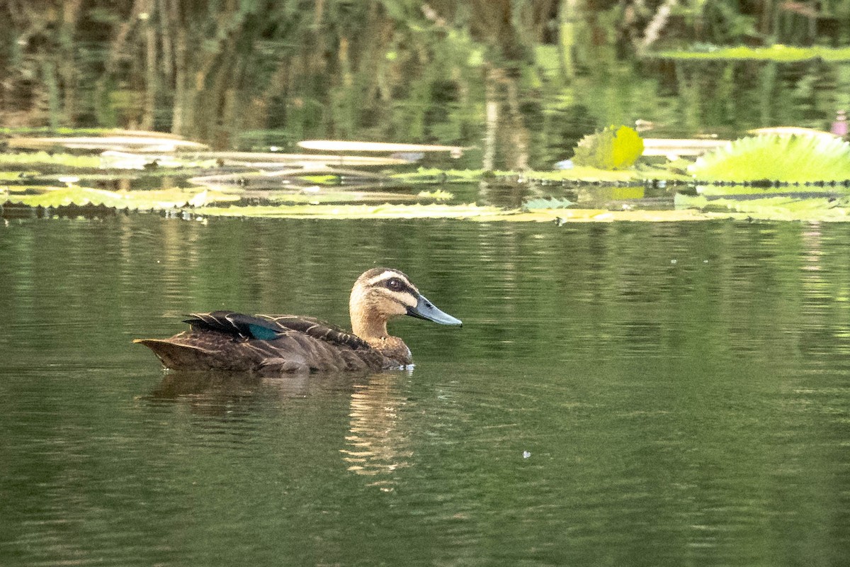 Pacific Black Duck - Mauricio Garcia-Ramos