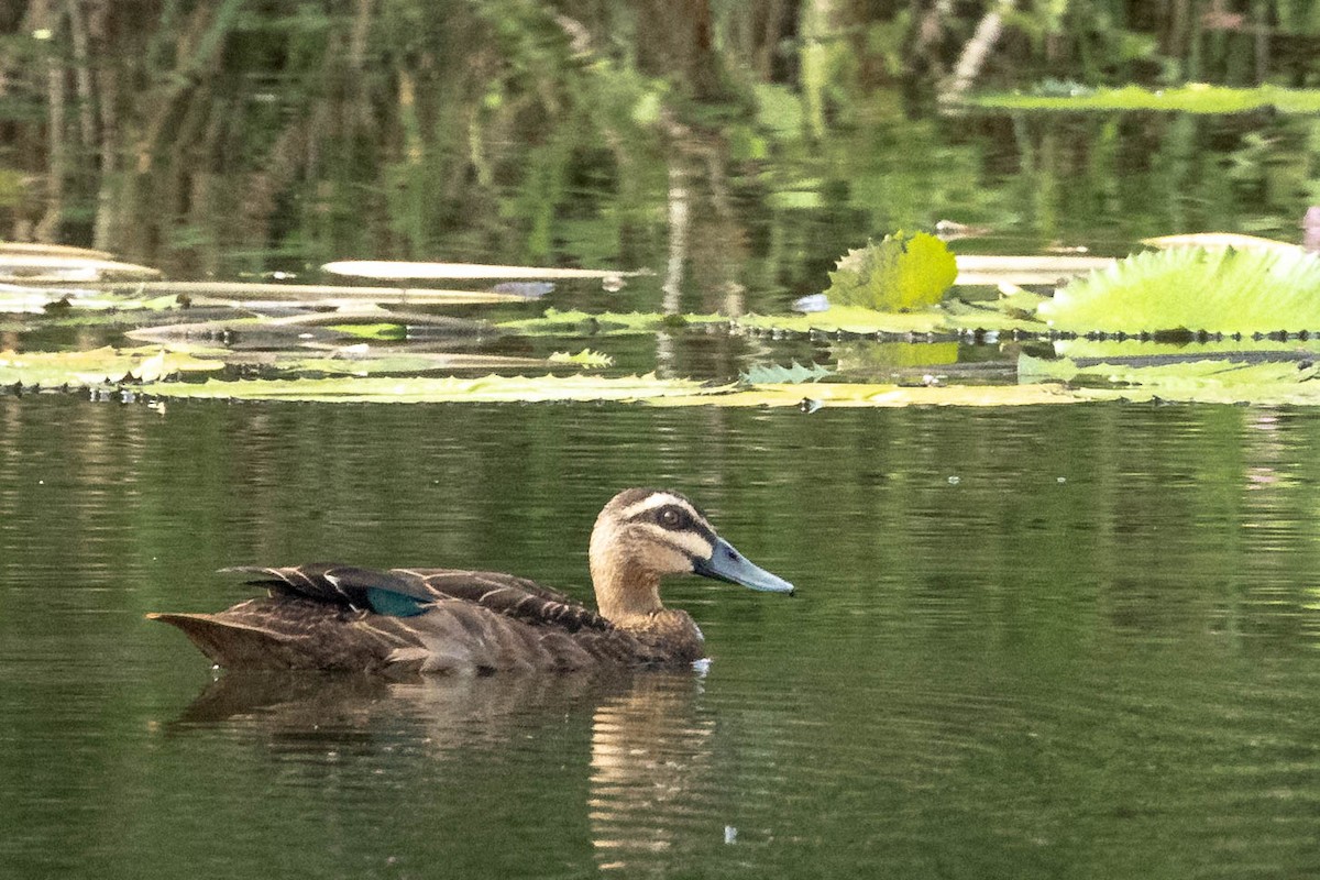 Pacific Black Duck - Mauricio Garcia-Ramos