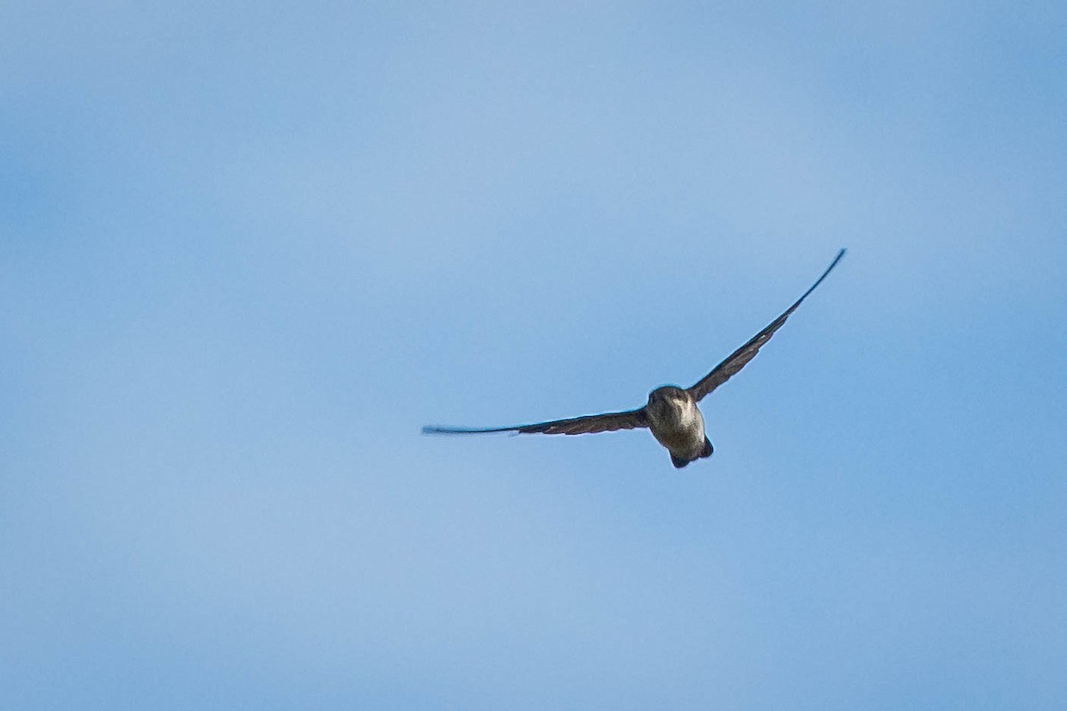 White-rumped Swiftlet - Mauricio Garcia-Ramos