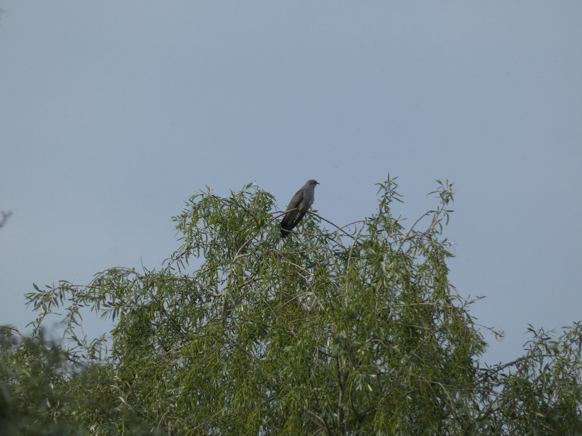 Common Cuckoo - ML619191396