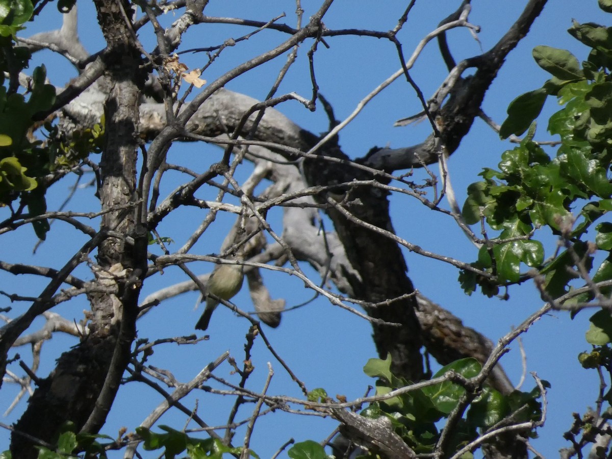 Dusky Flycatcher - Roberto Macay