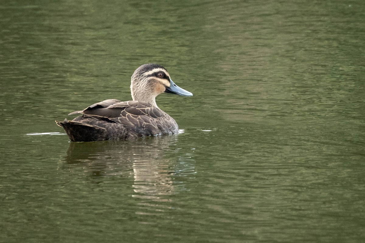 Pacific Black Duck - Mauricio Garcia-Ramos