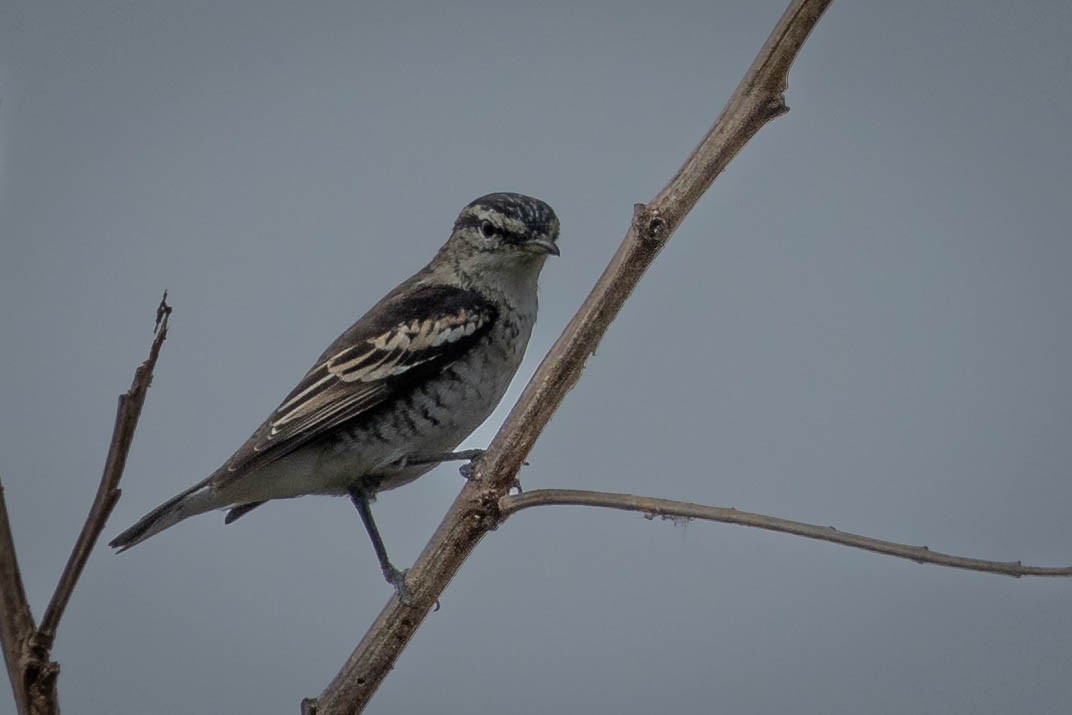 Polynesian Triller - ML619191416