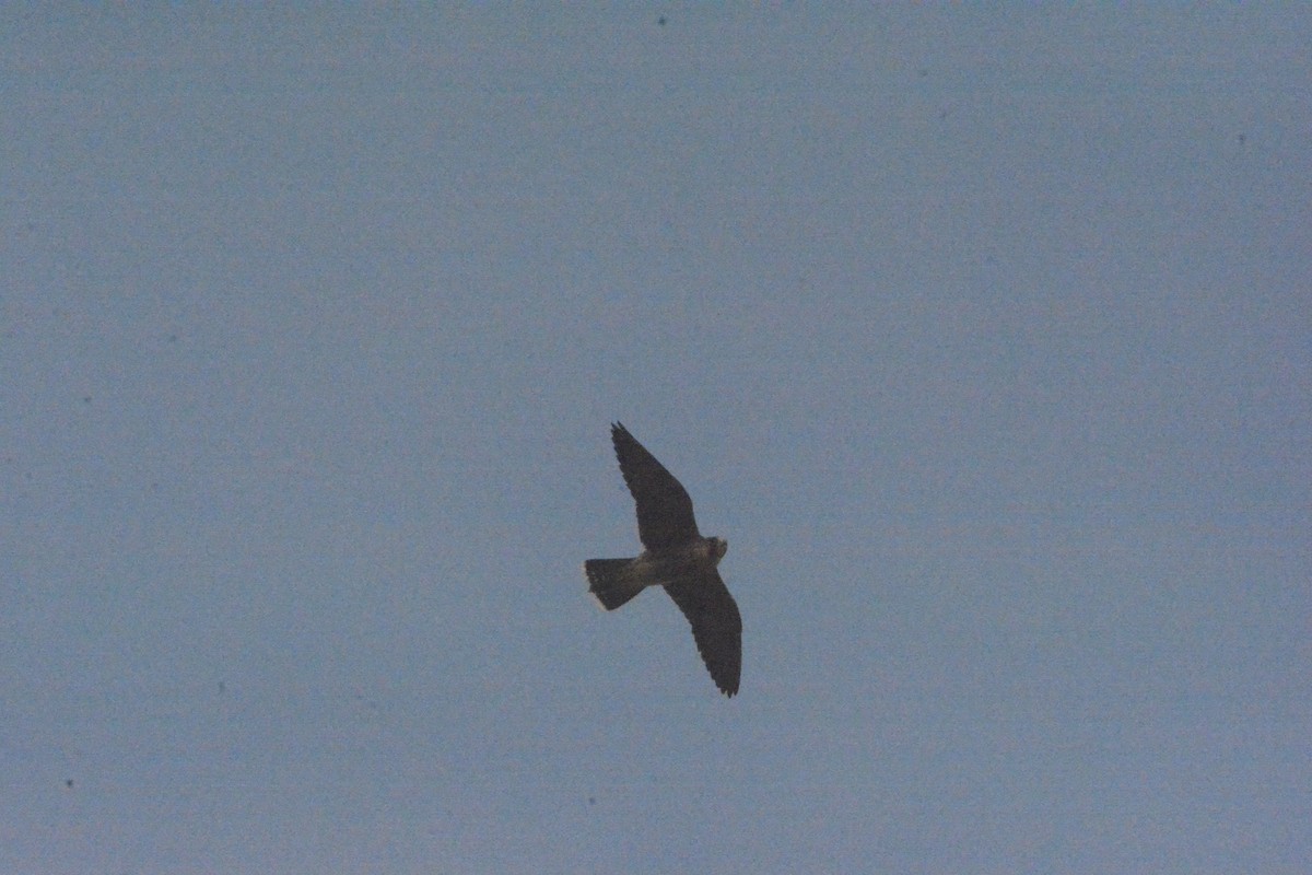 Peregrine Falcon (Barbary) - Jon Uña