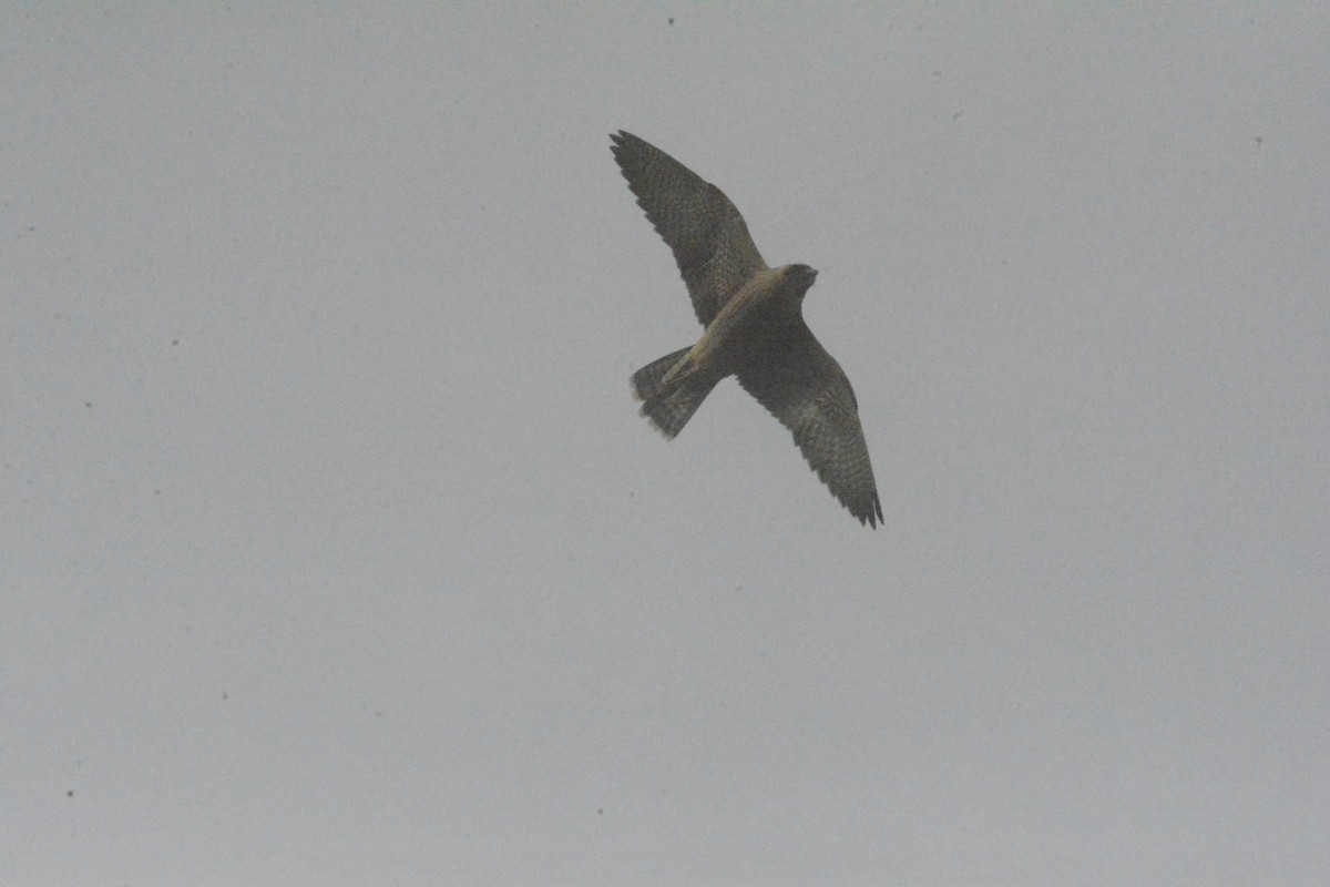 Peregrine Falcon (Barbary) - Jon Uña