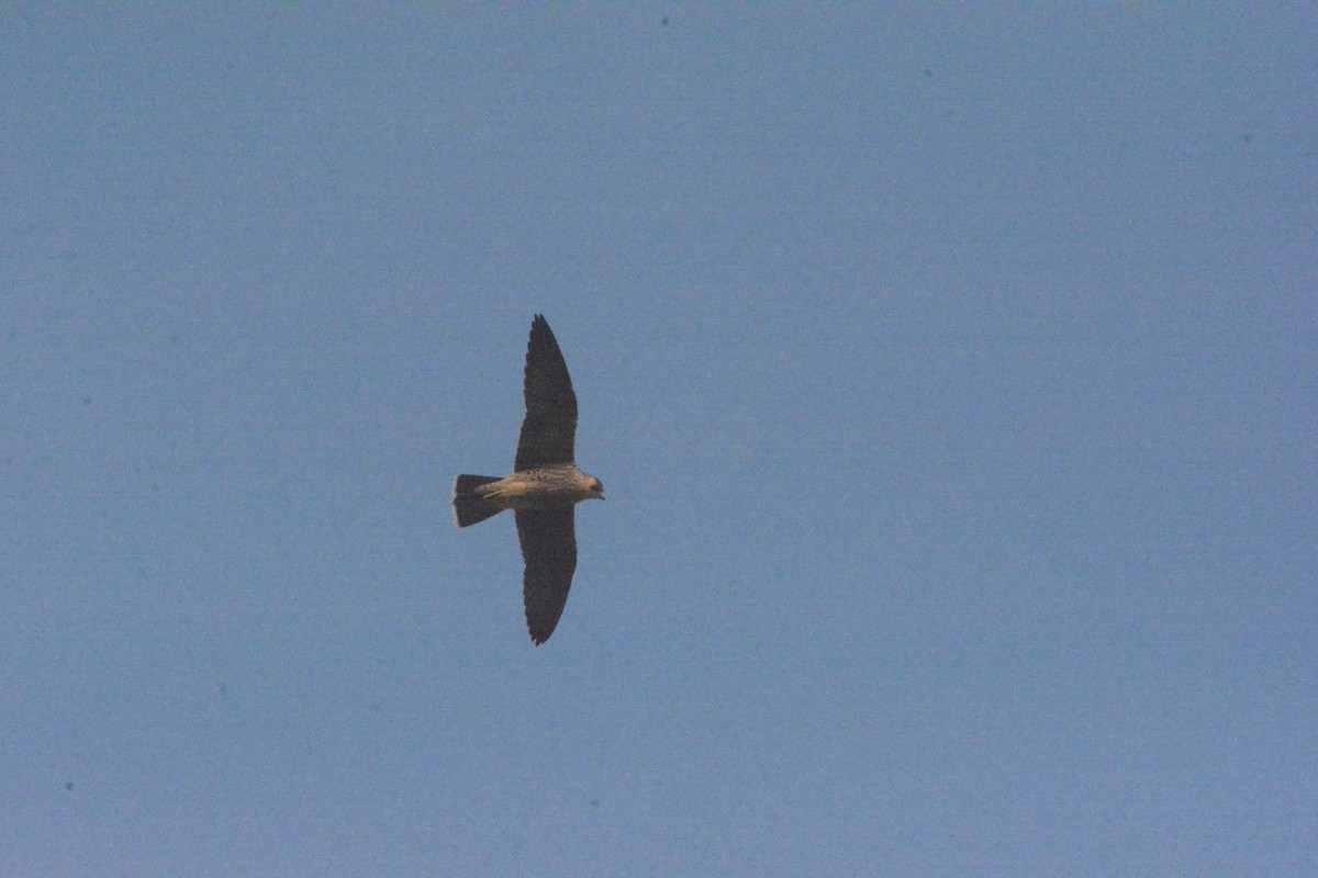 Peregrine Falcon (Barbary) - Jon Uña