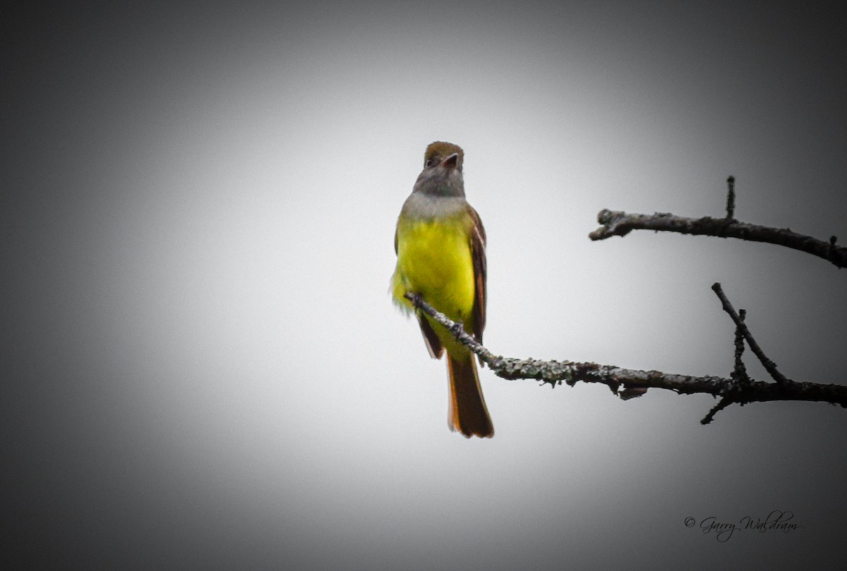 Great Crested Flycatcher - ML619191436