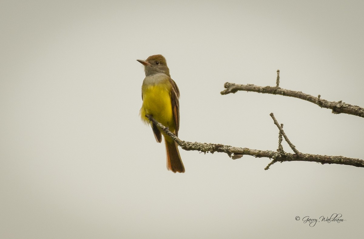 Great Crested Flycatcher - ML619191437