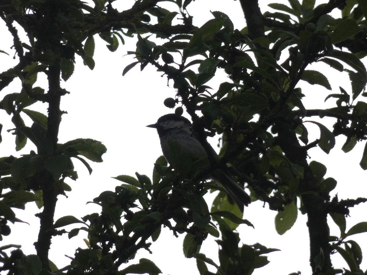 Coal Tit - ML619191442