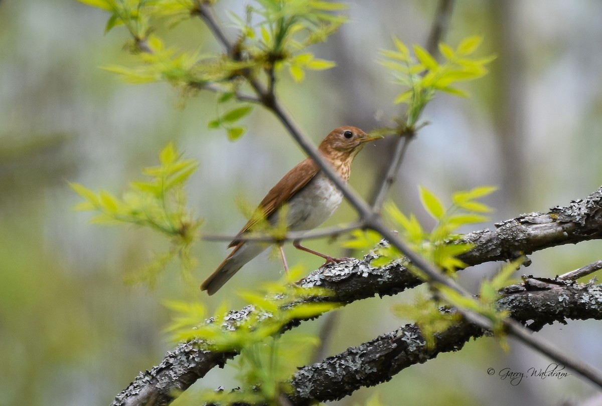 Veery - Garry Waldram