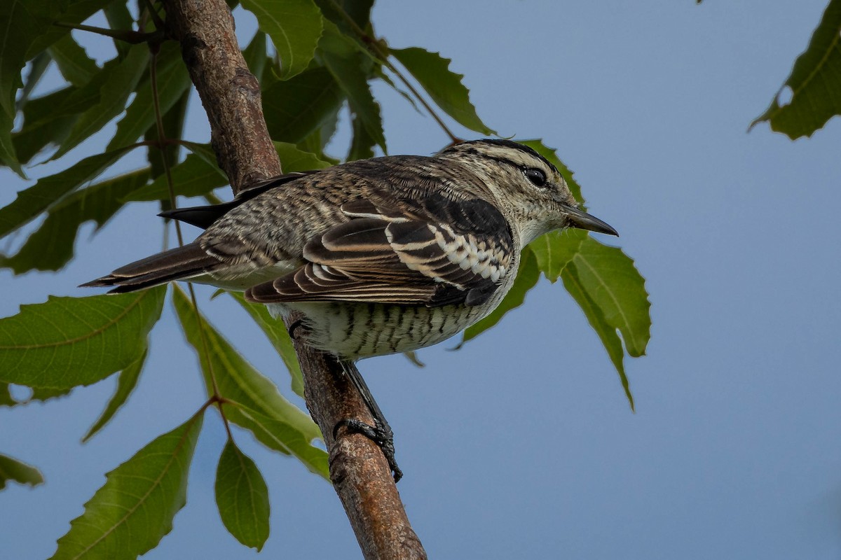 Polynesian Triller - ML619191463