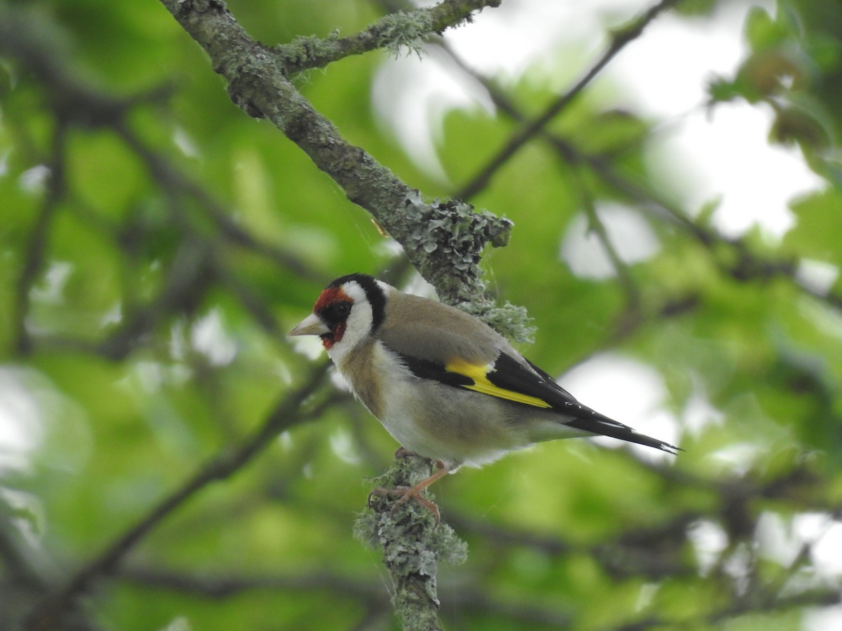 European Goldfinch - ML619191486