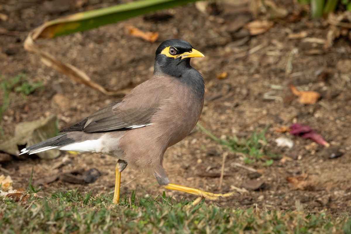 Common Myna - ML619191494