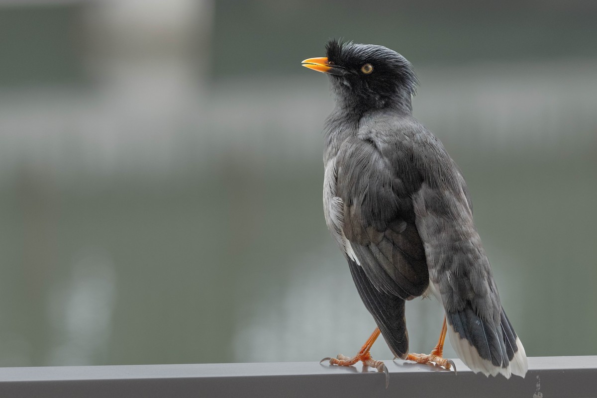 Jungle Myna - ML619191495
