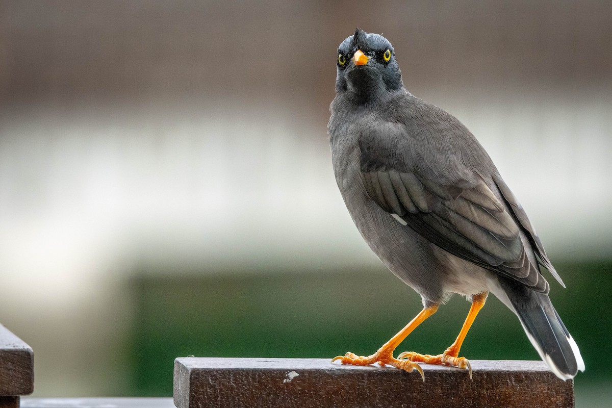 Jungle Myna - ML619191496