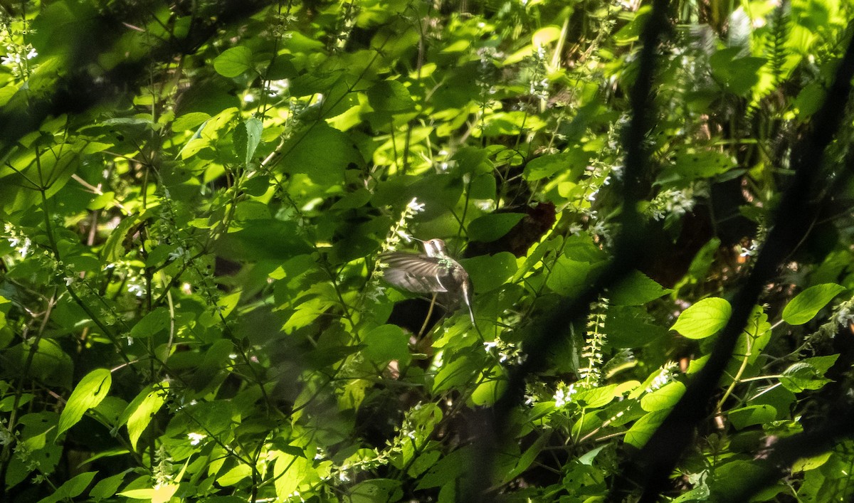 White-eared Hummingbird - Laura Voight