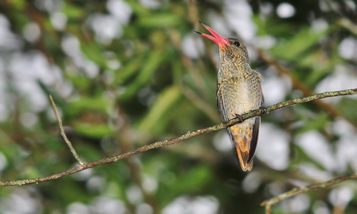 Gilded Hummingbird - Adrián Braidotti