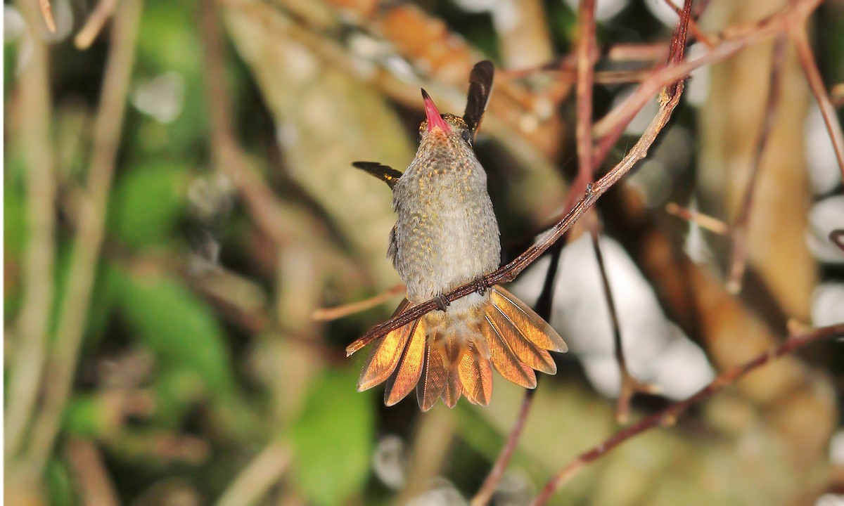 Gilded Hummingbird - Adrián Braidotti