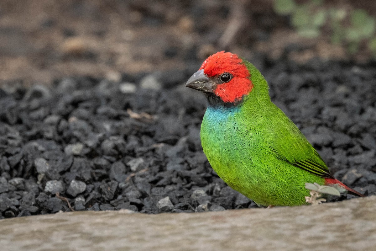 Fiji Parrotfinch - ML619191507