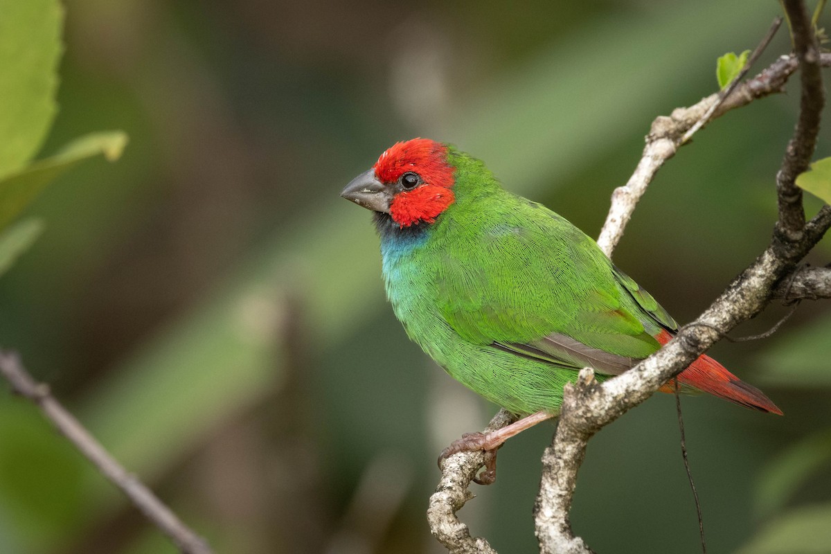 Fiji Parrotfinch - ML619191508