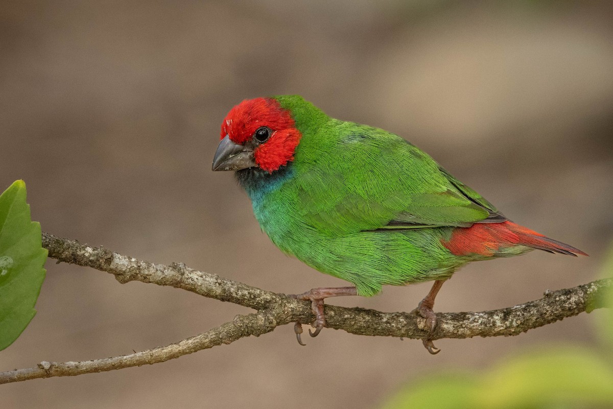 Fiji Parrotfinch - ML619191509