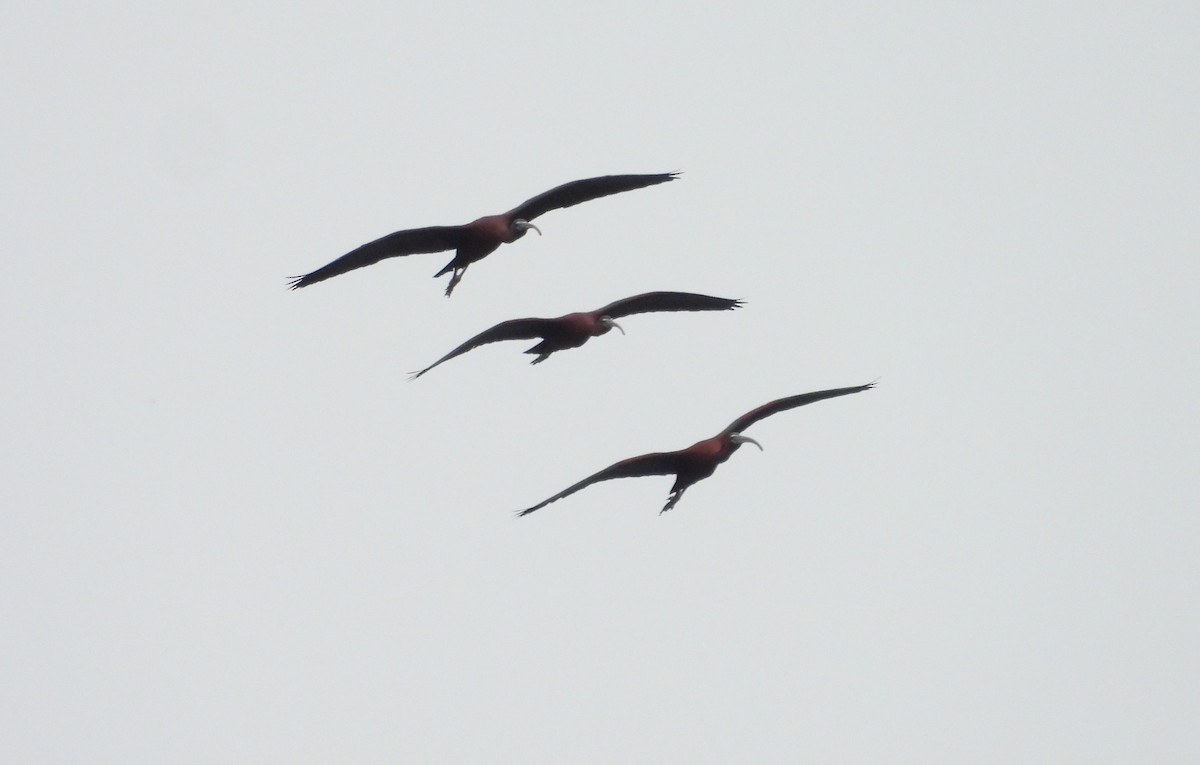 ibis hnědý - ML619191514