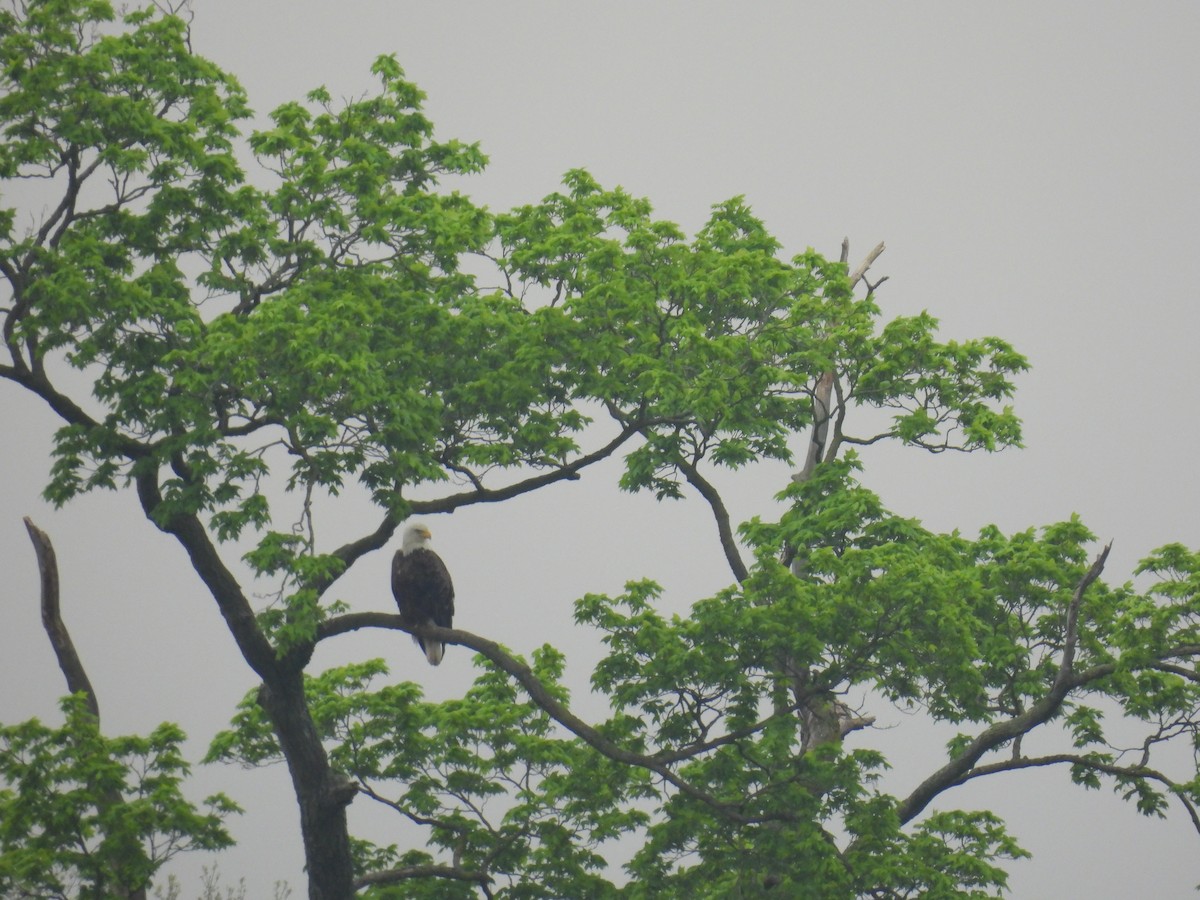 Bald Eagle - Janet Sippel