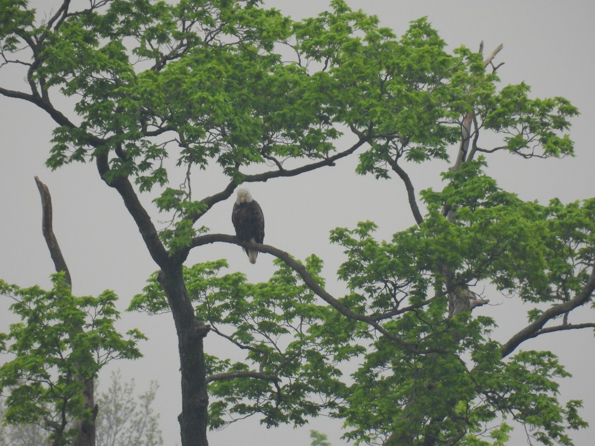 Bald Eagle - Janet Sippel