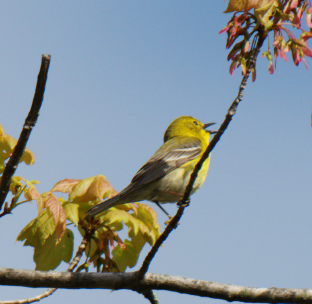 Pine Warbler - Jonathan Collins