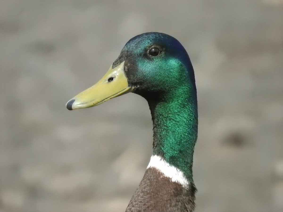 Mallard - Luca Forneris