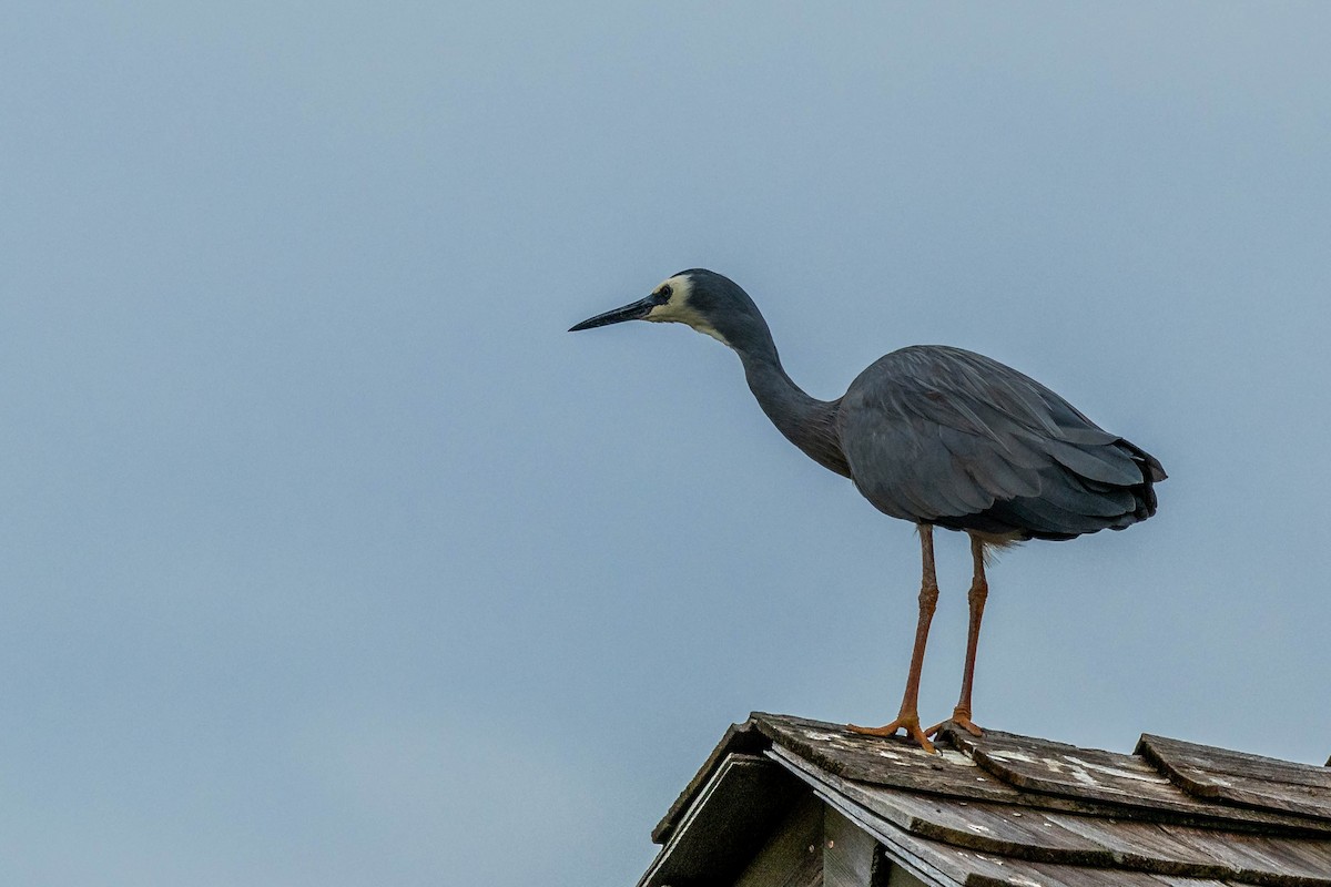 White-faced Heron - ML619191538