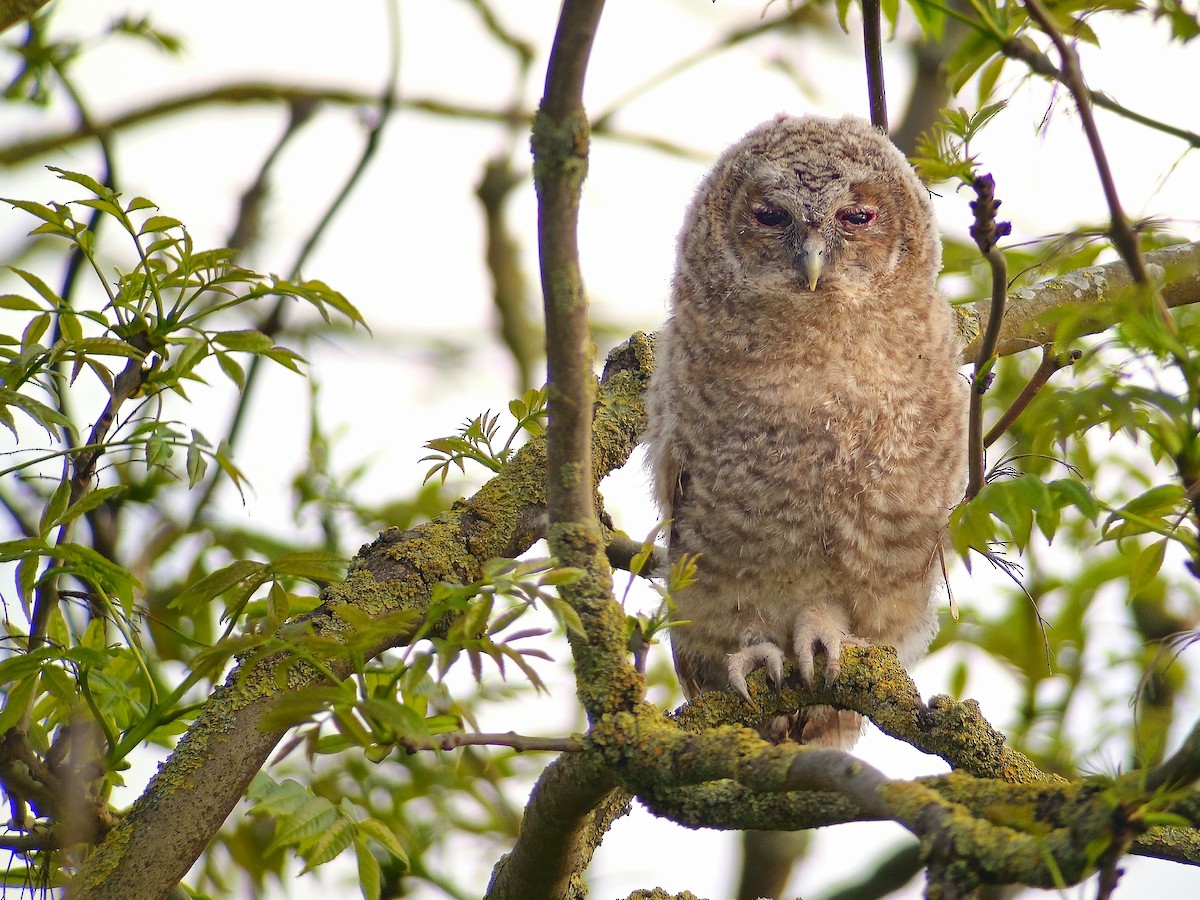 Tawny Owl - Tom Lowe