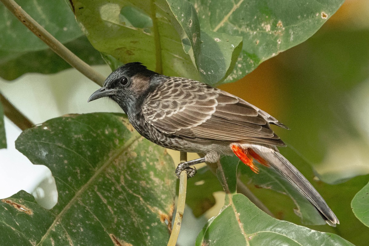 Red-vented Bulbul - Mauricio Garcia-Ramos