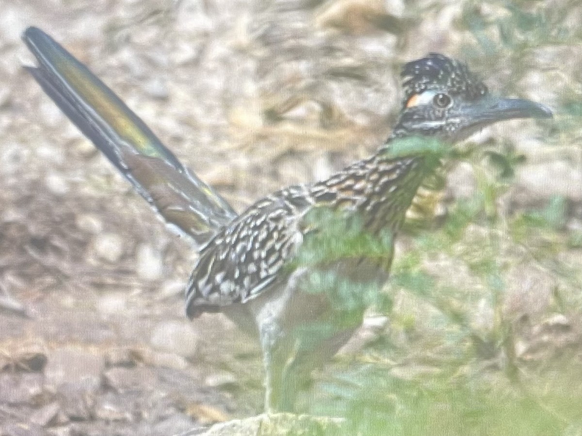 Greater Roadrunner - ML619191567