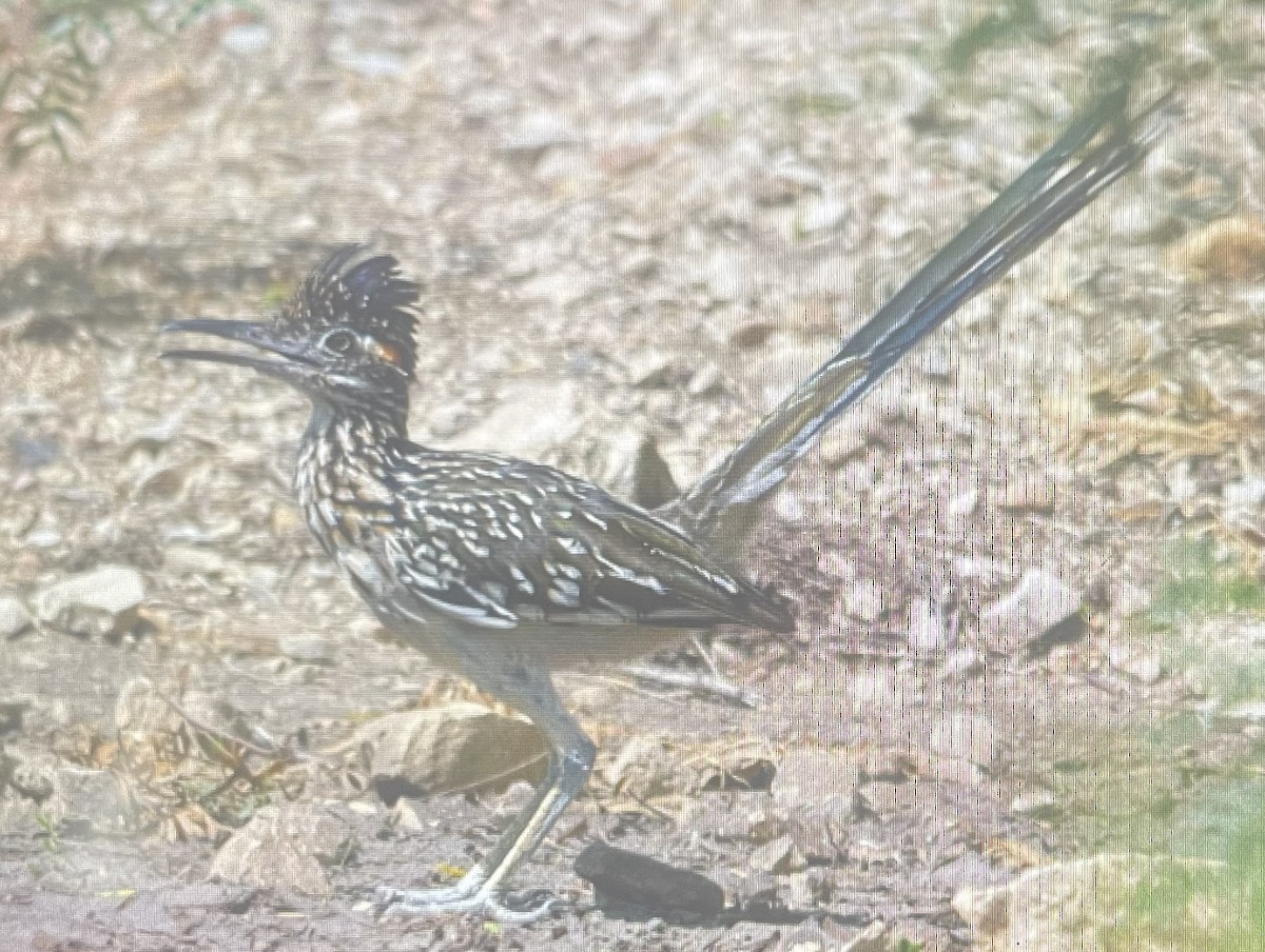 Greater Roadrunner - Ivan Machowicz