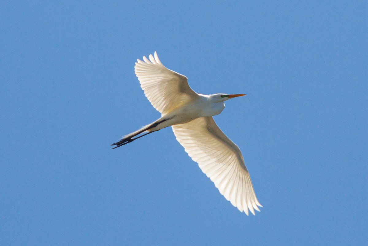 Great Egret - Janis Grant